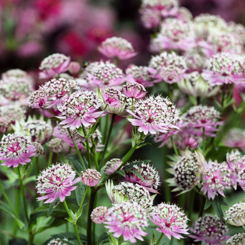 Astrance - Astrantia major Buckland