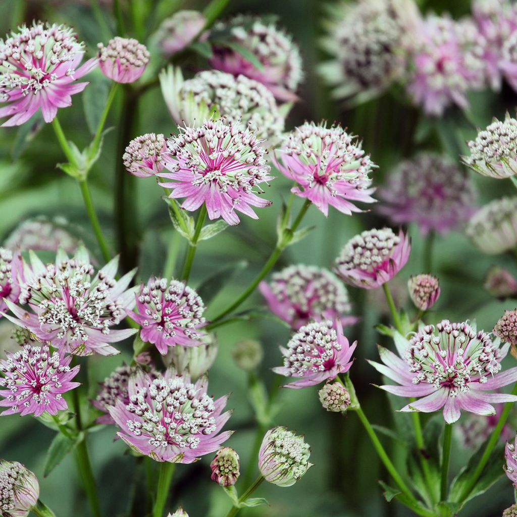 Astrance - Astrantia major Buckland