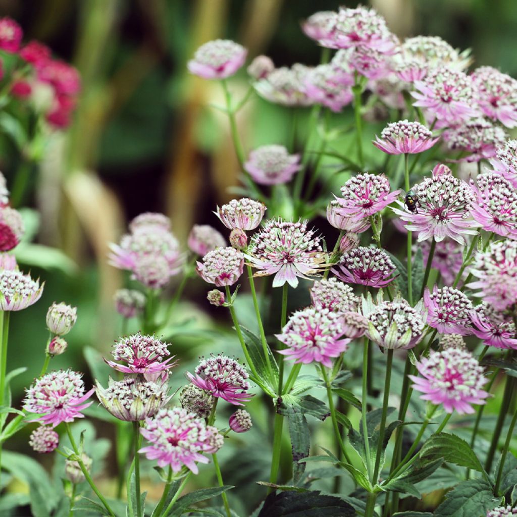 Astrance - Astrantia major Buckland