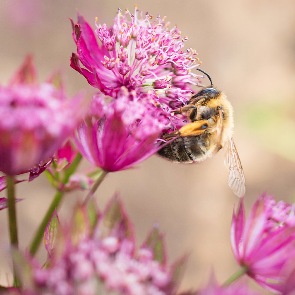 Astrance - Astrantia major Claret