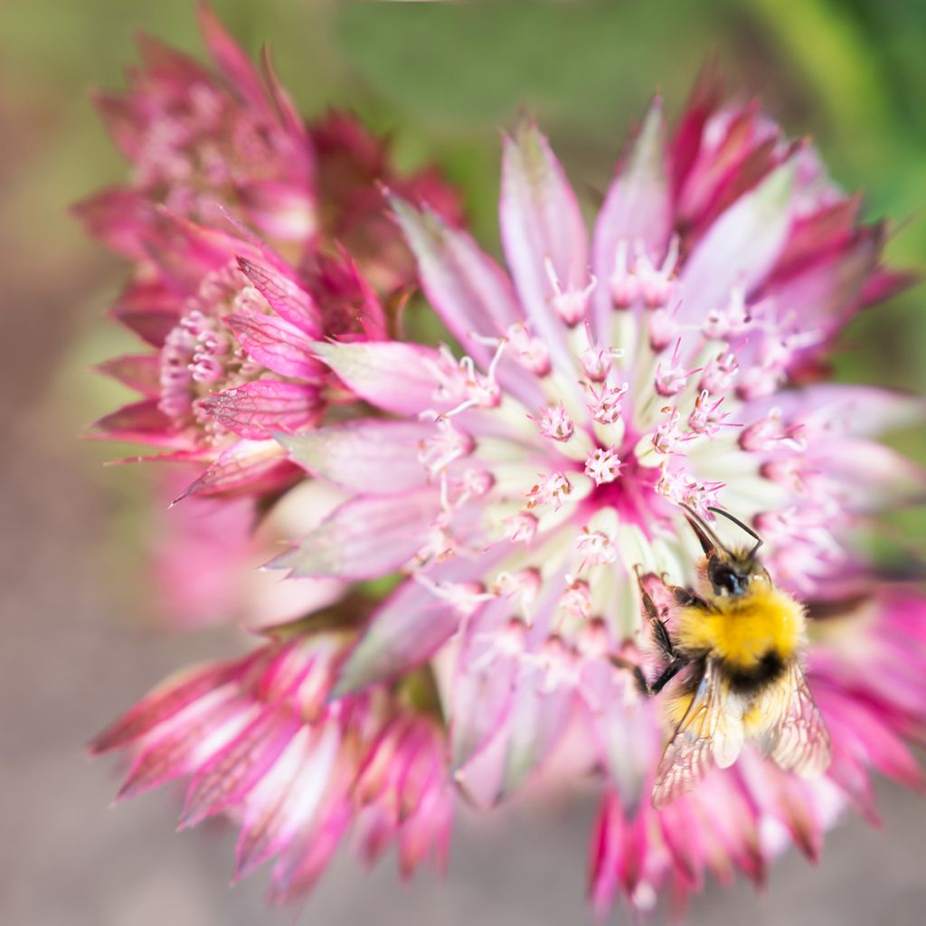 Astrance - Astrantia major Claret