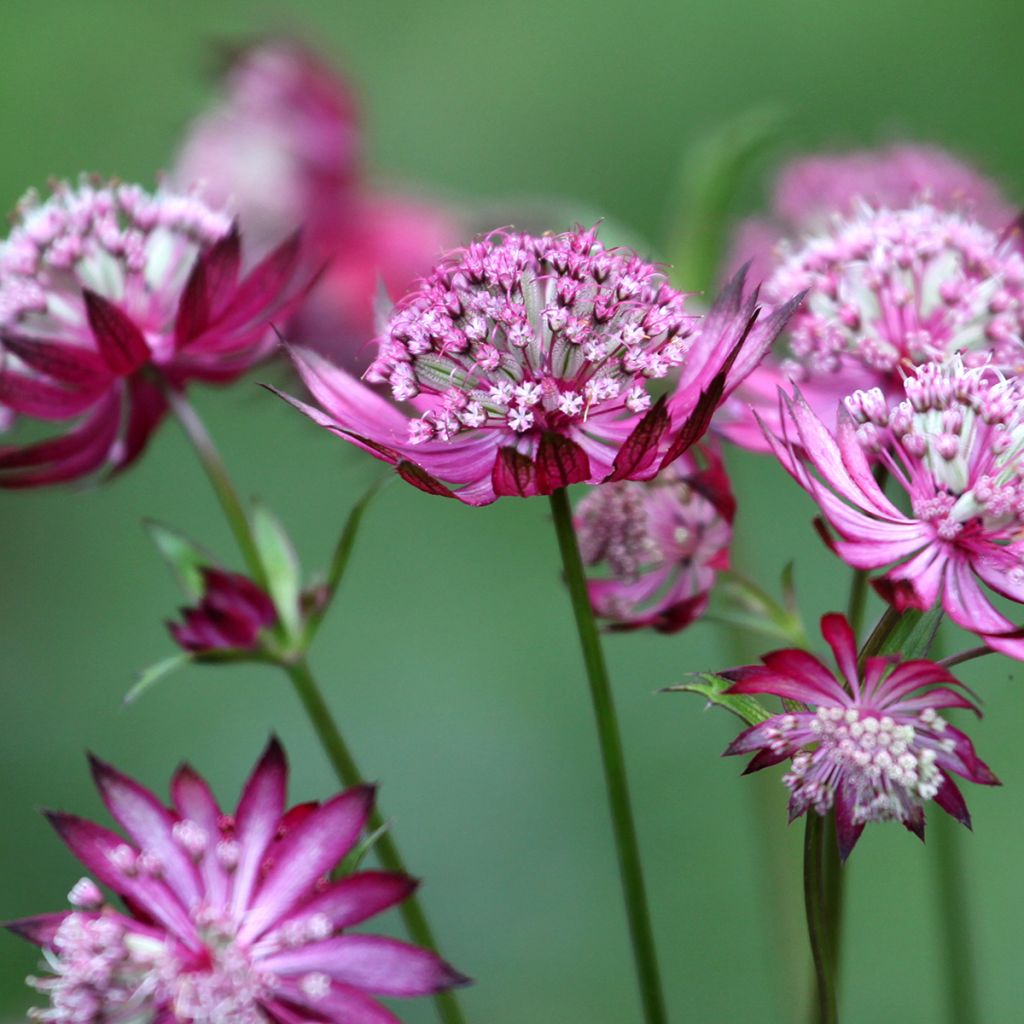 Astrance - Astrantia major Claret