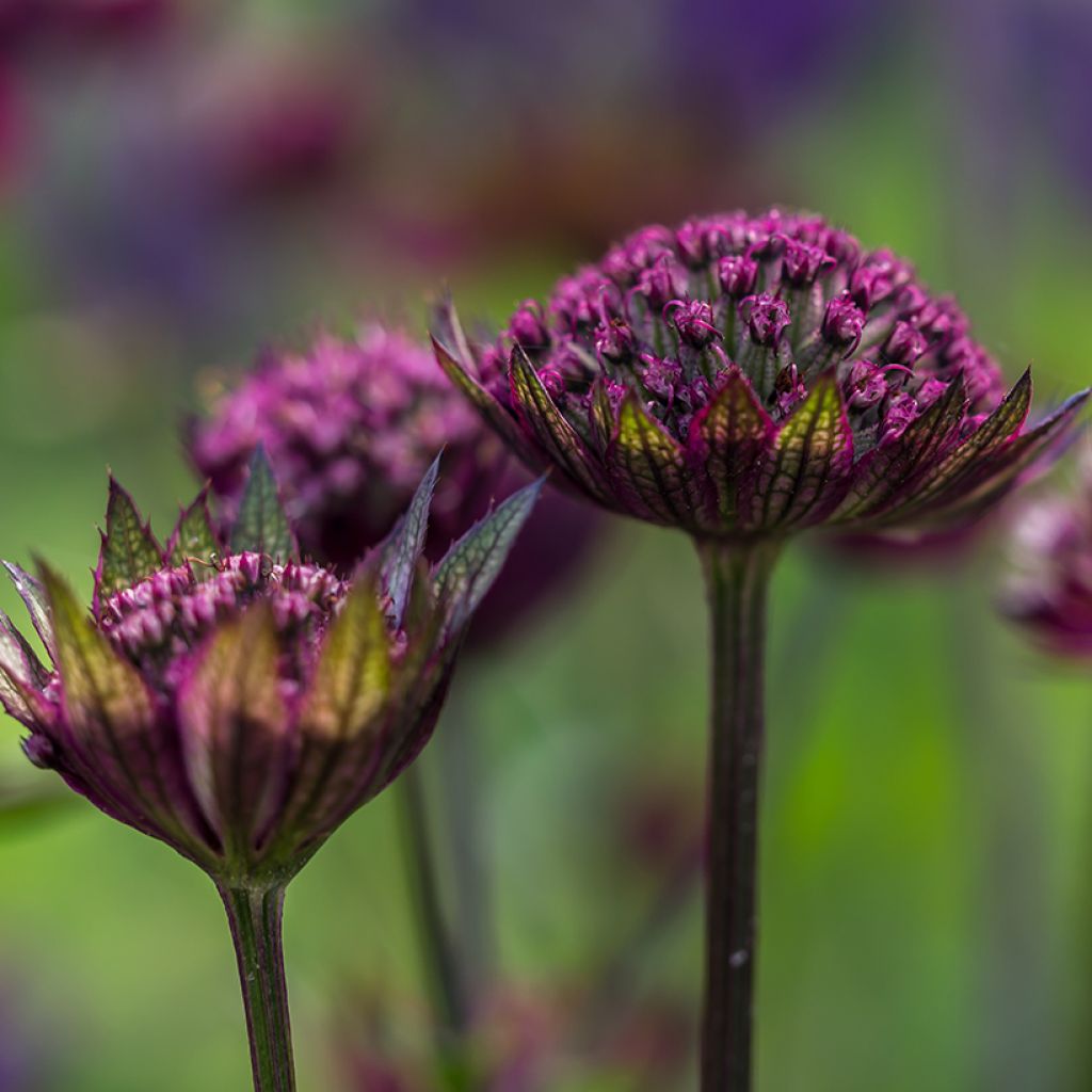 Astrance - Astrantia major Hadspen Blood