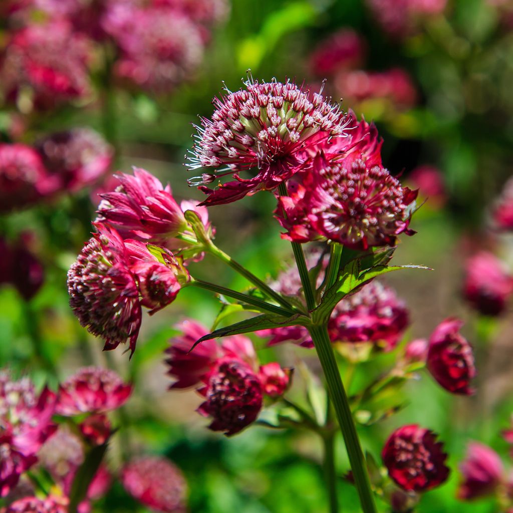 Astrance - Astrantia major Lars