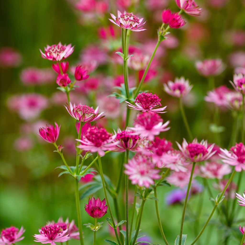 Astrance - Astrantia major Lars