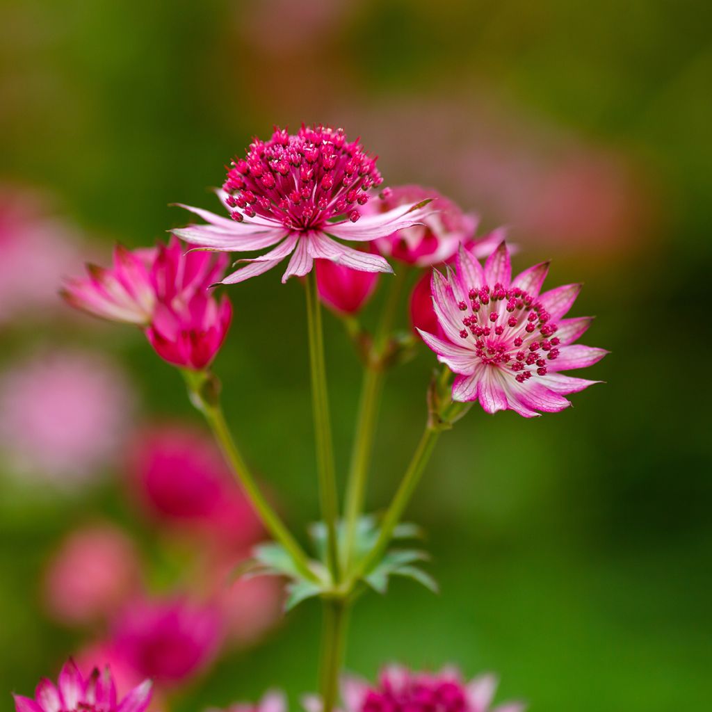 Astrance - Astrantia major Lars