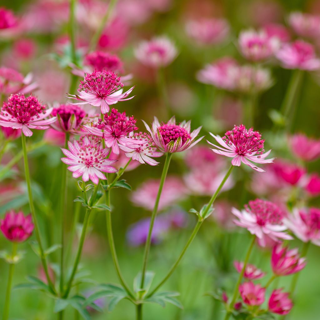 Astrance - Astrantia major Lars