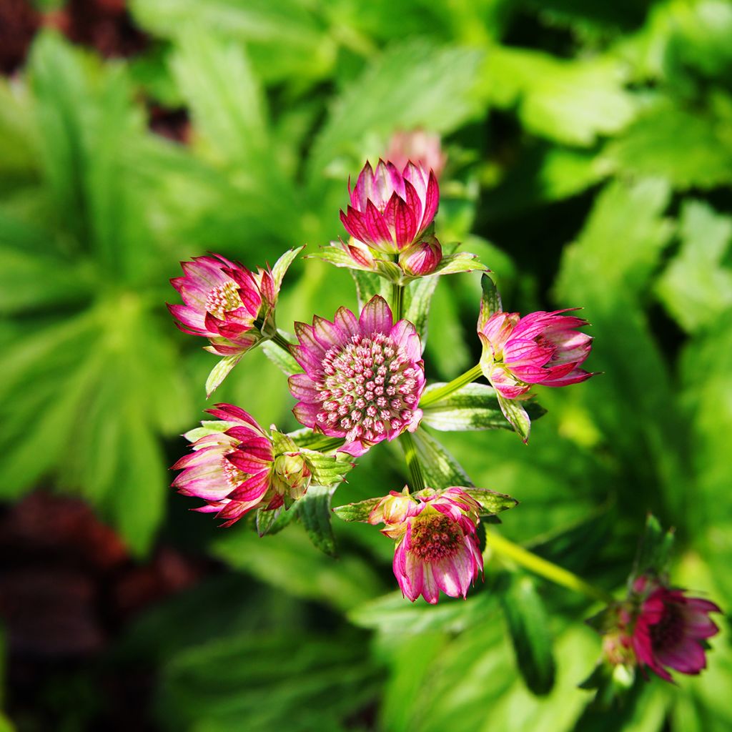 Astrance - Astrantia major Lars