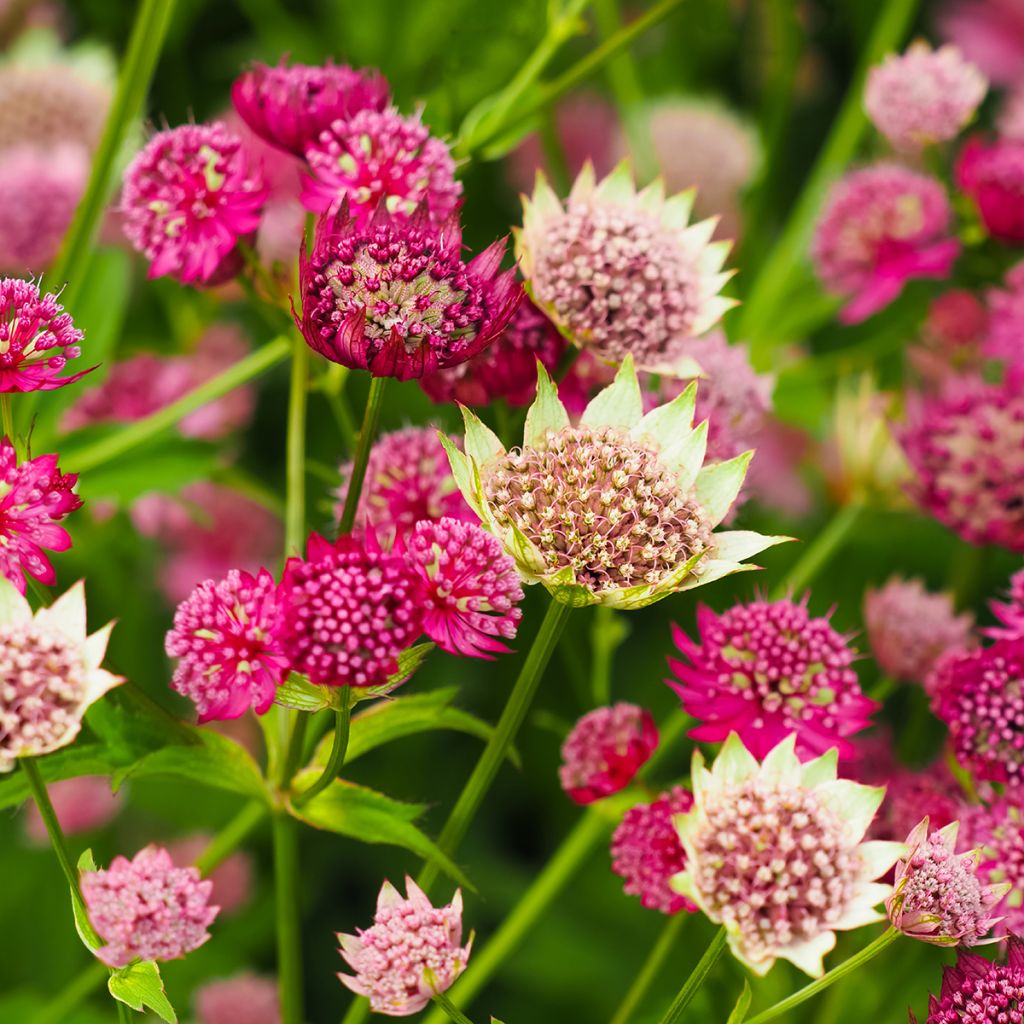 Astrance - Astrantia major Moulin Rouge