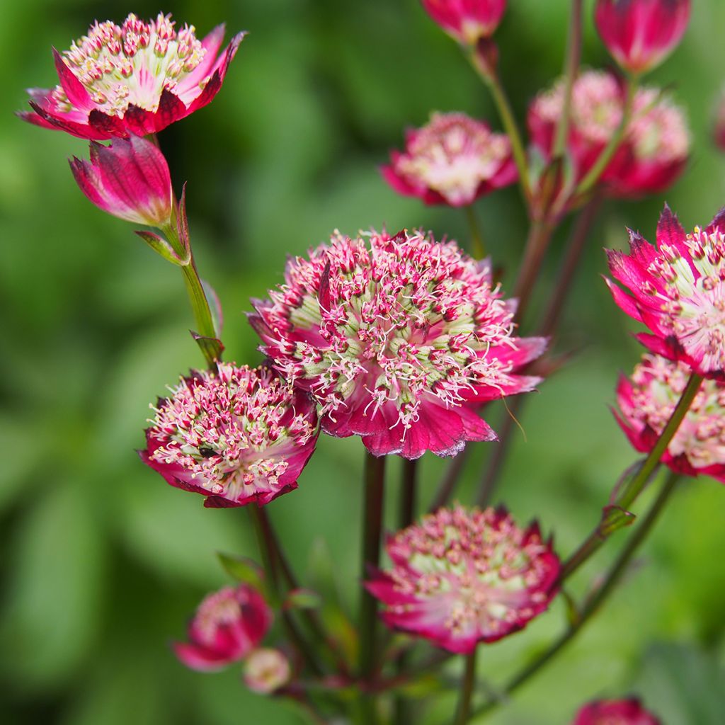 Astrance - Astrantia major Moulin Rouge