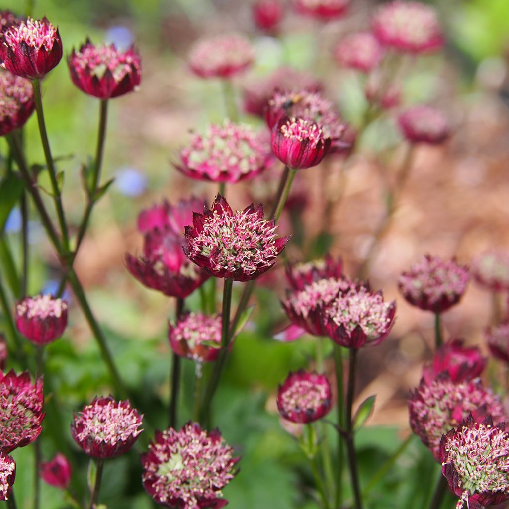 Astrance - Astrantia major Moulin Rouge