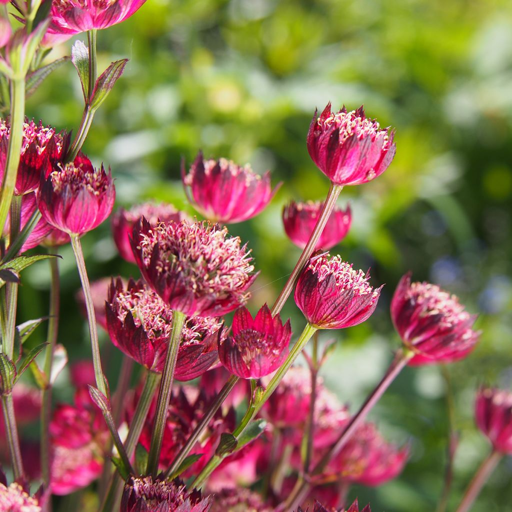 Astrance - Astrantia major Moulin Rouge