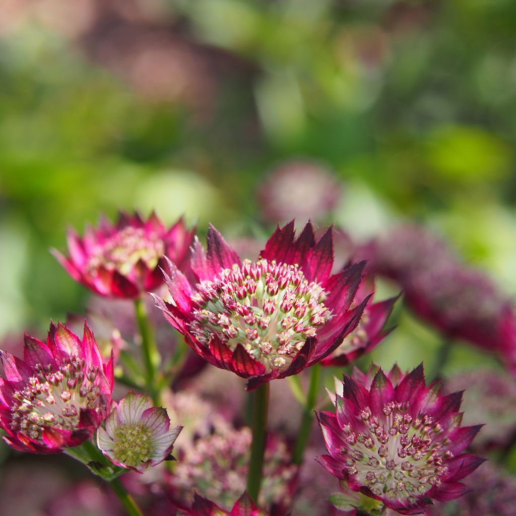 Astrance - Astrantia major Moulin Rouge