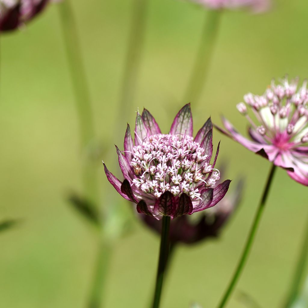 Astrance - Astrantia major Primadonna