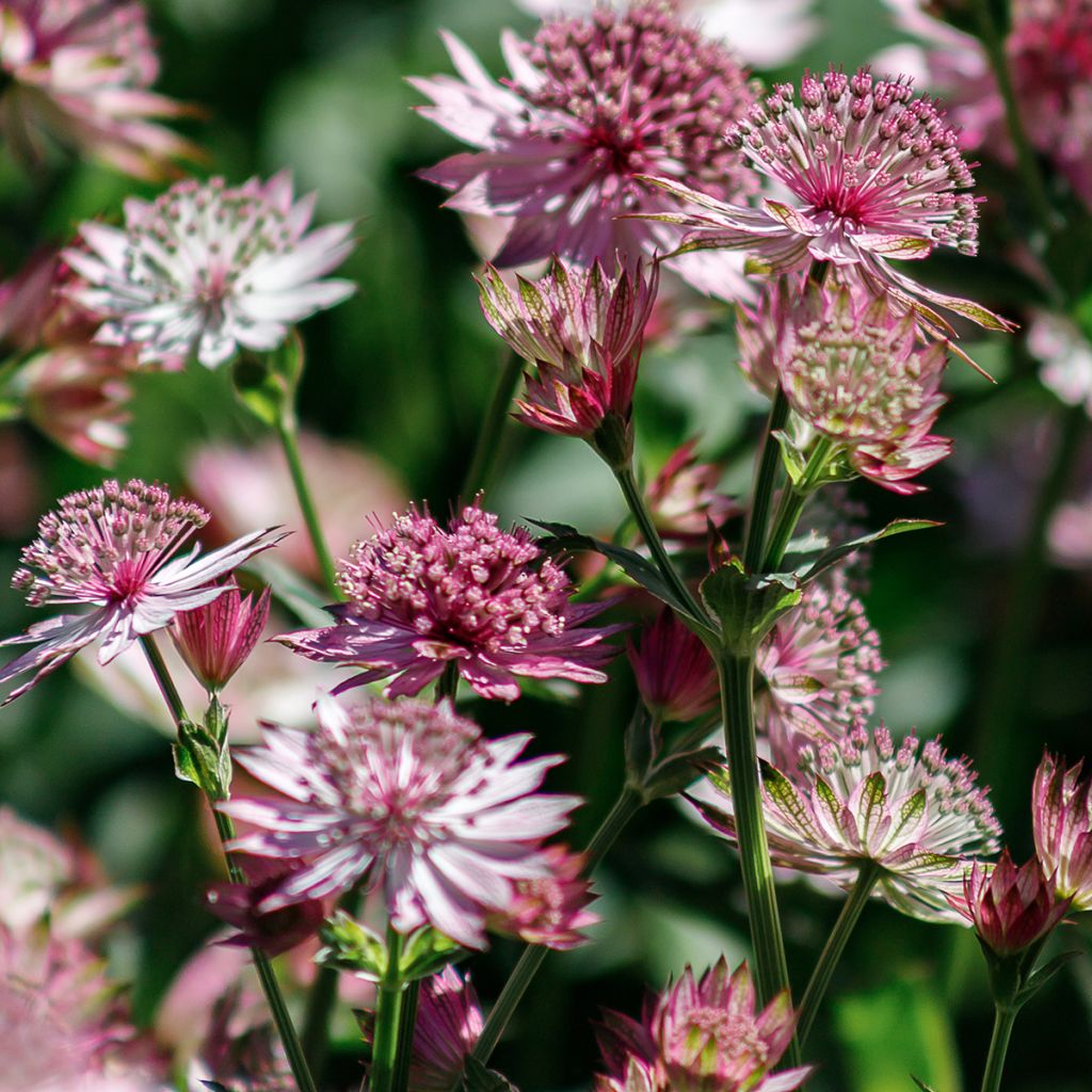 Astrance - Astrantia major Roma