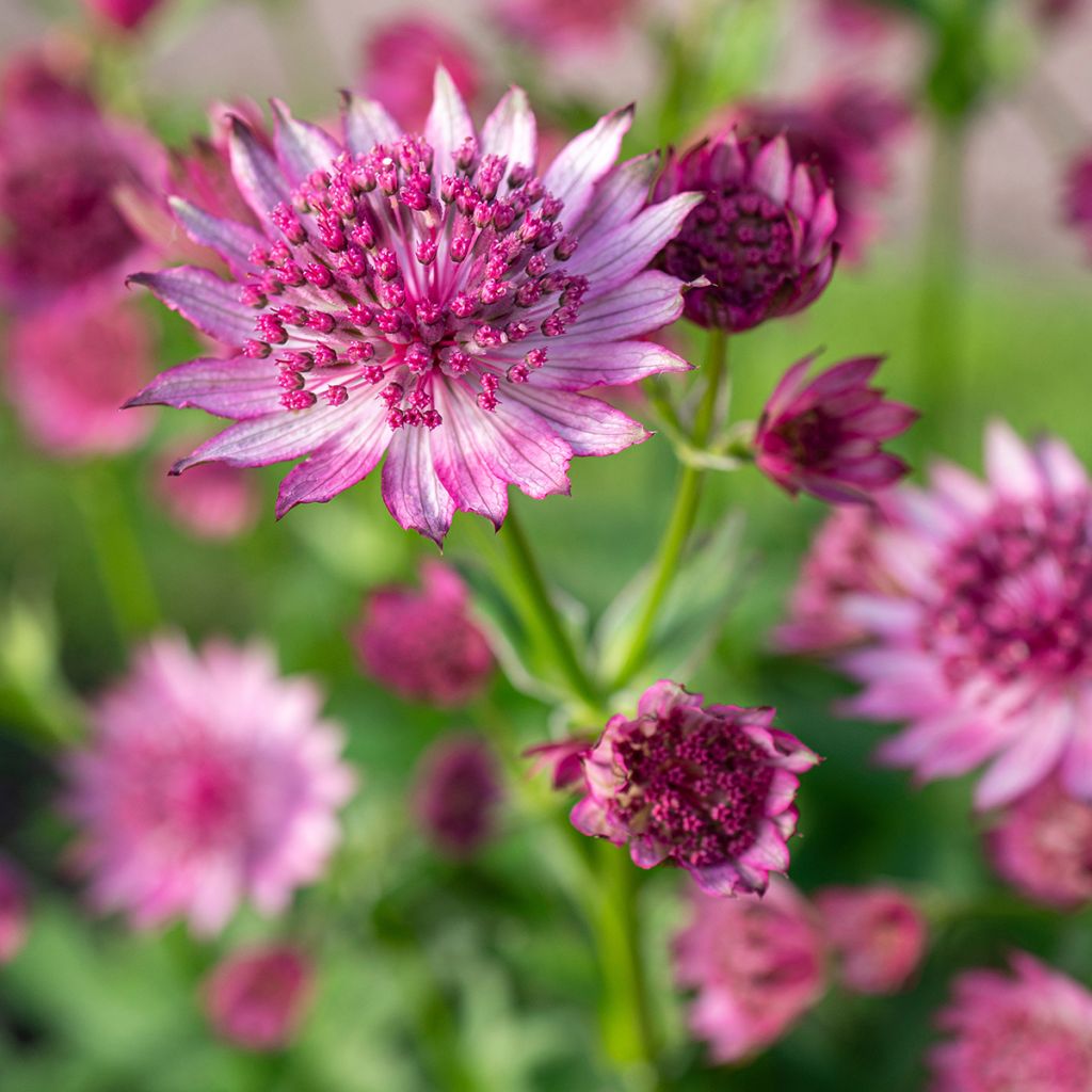 Astrance - Astrantia major Roma