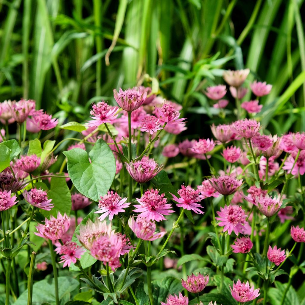 Astrance - Astrantia major Roma