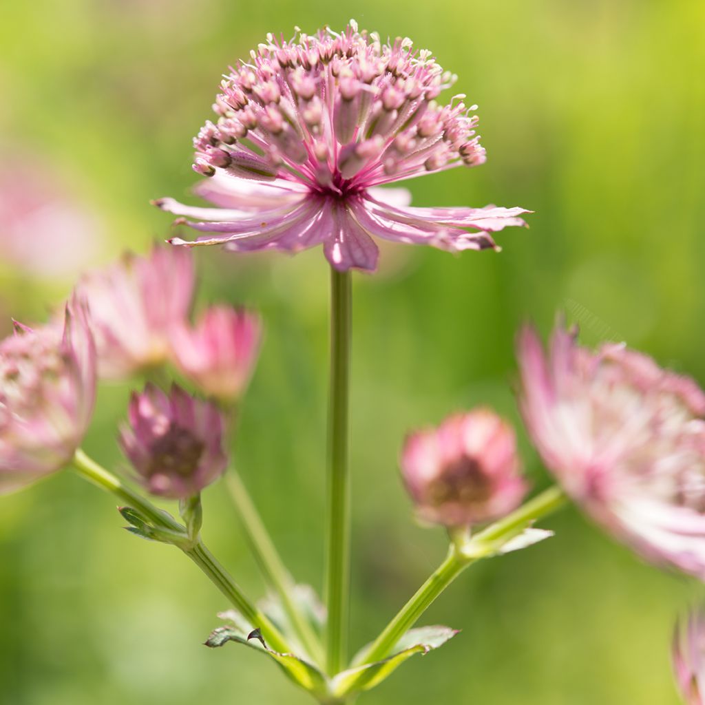 Astrance - Astrantia major Roma