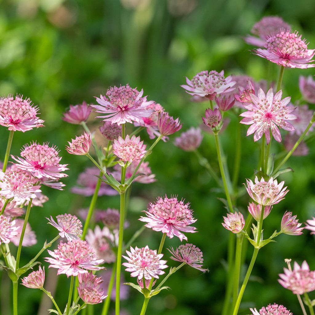 Astrance - Astrantia major Roma