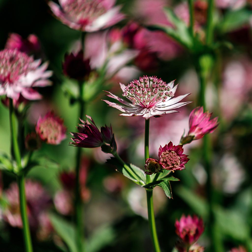 Astrance - Astrantia major Roma