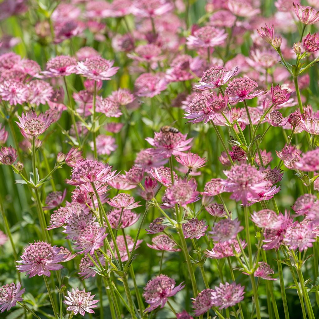 Astrance - Astrantia major Roma