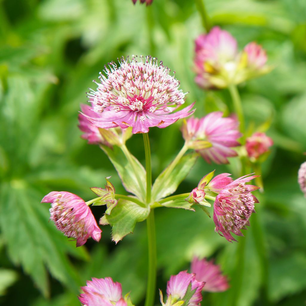 Astrance - Astrantia major Rosea