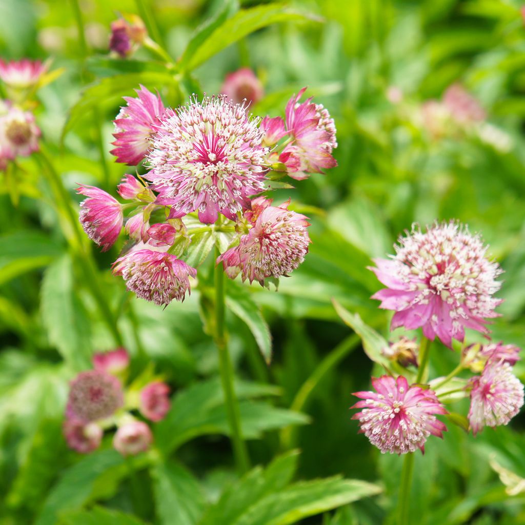 Astrance - Astrantia major Ruby Cloud