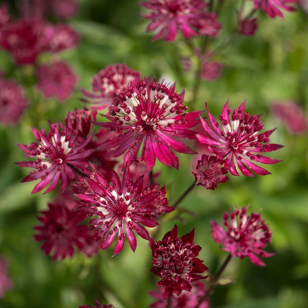 Astrance - Astrantia major Ruby Wedding