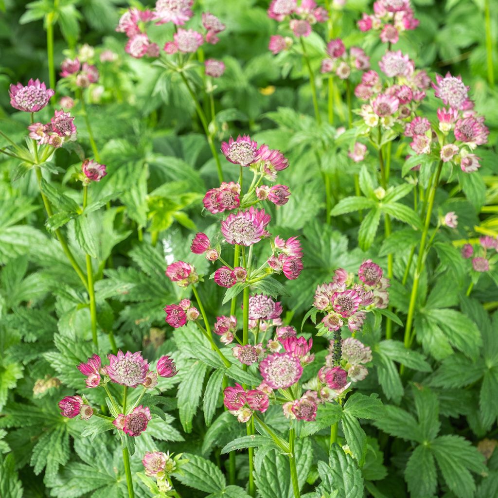 Astrance - Astrantia major Ruby Wedding