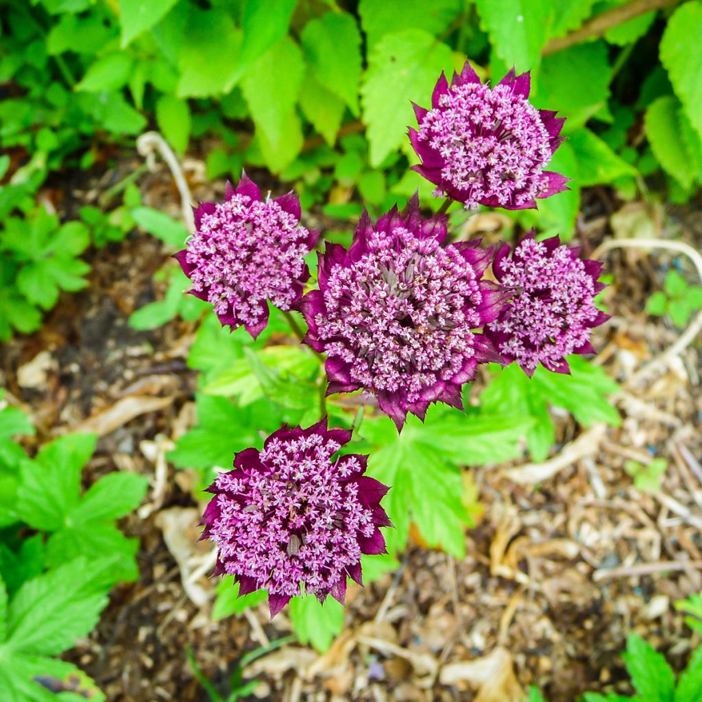 Astrance - Astrantia major Ruby Wedding