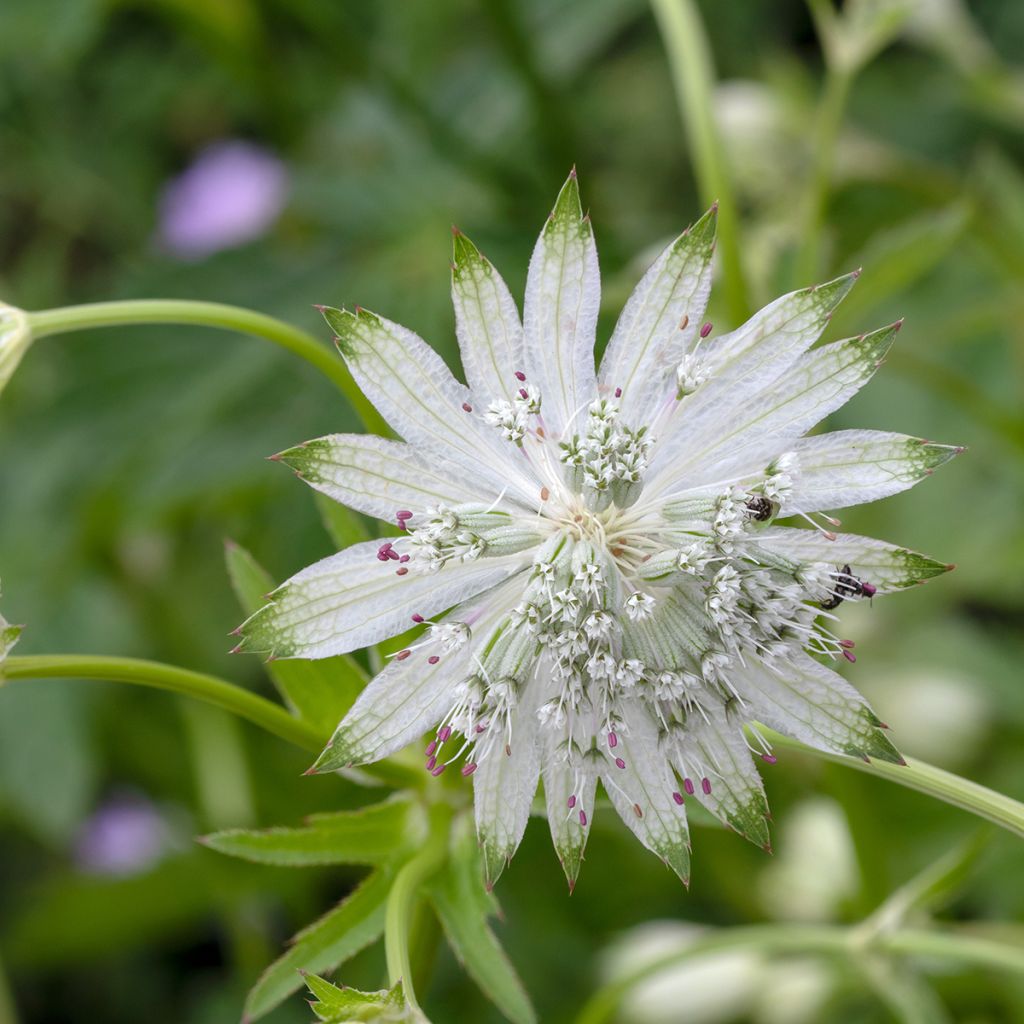 Astrance - Astrantia major Shaggy