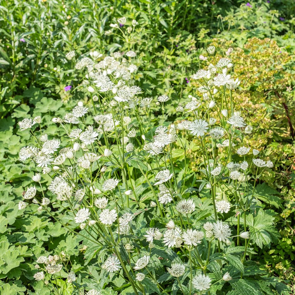 Astrance - Astrantia major Shaggy