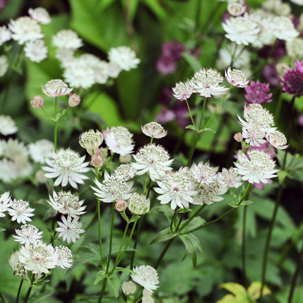 Astrance - Astrantia major Shaggy