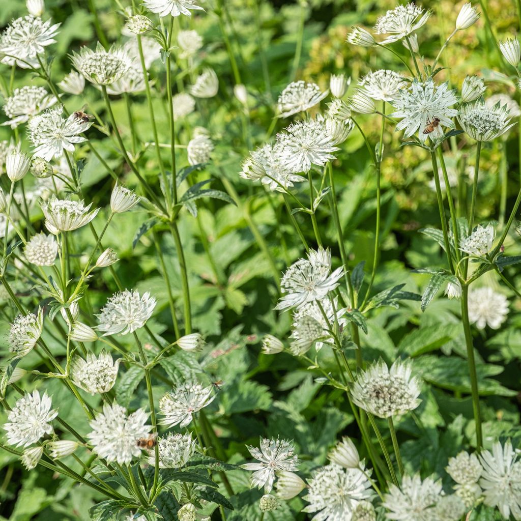 Astrance - Astrantia major Shaggy