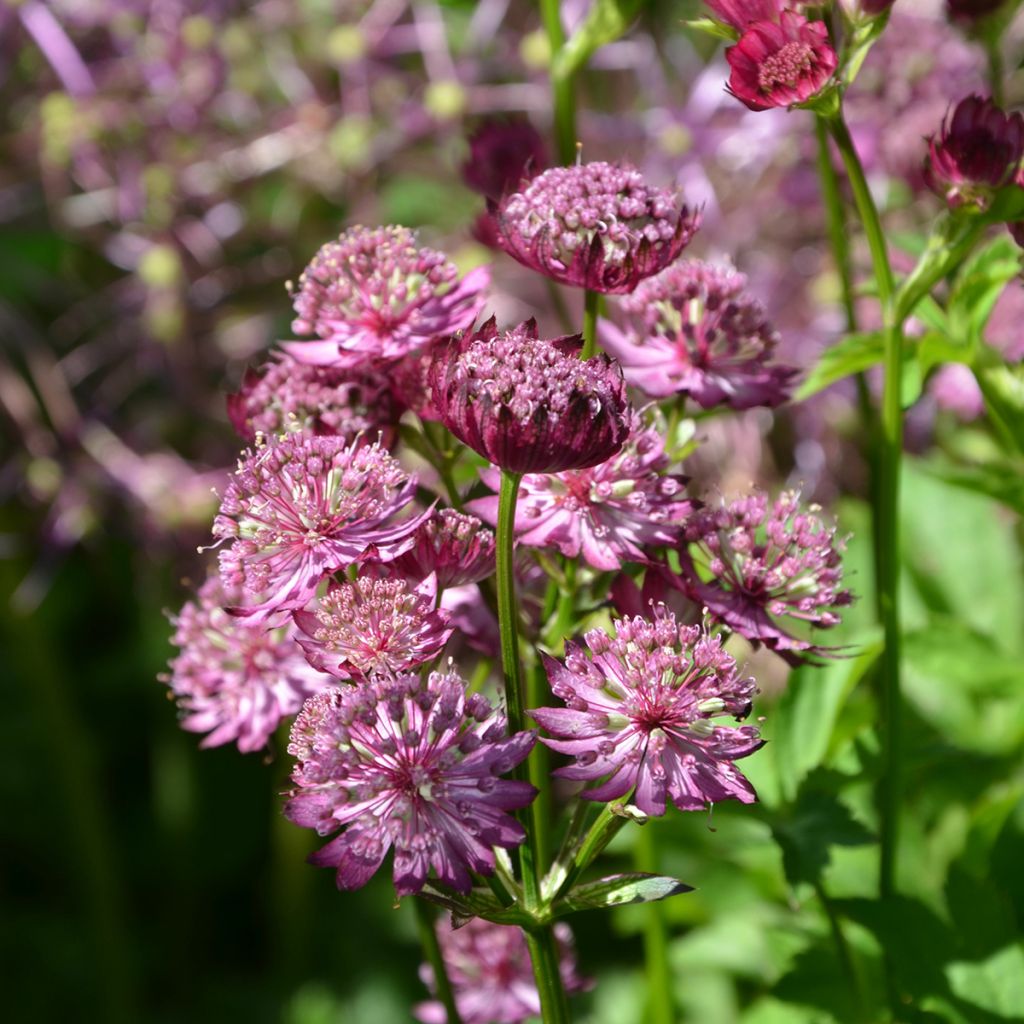 Astrance - Astrantia major Star of Beauty