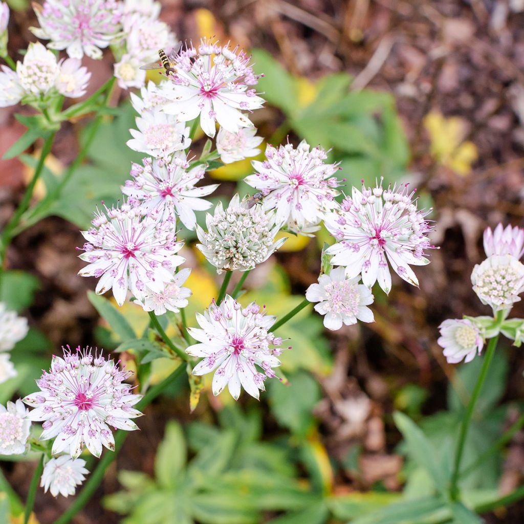 Astrance - Astrantia major Sunningdale Variegated