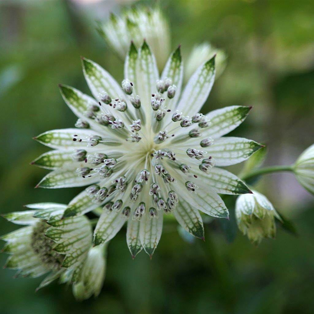 Astrance - Astrantia major White Giant