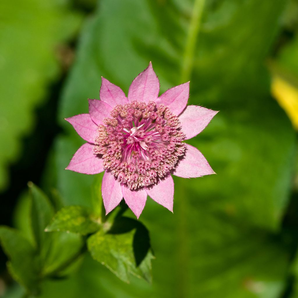 Astrance - Astrantia maxima