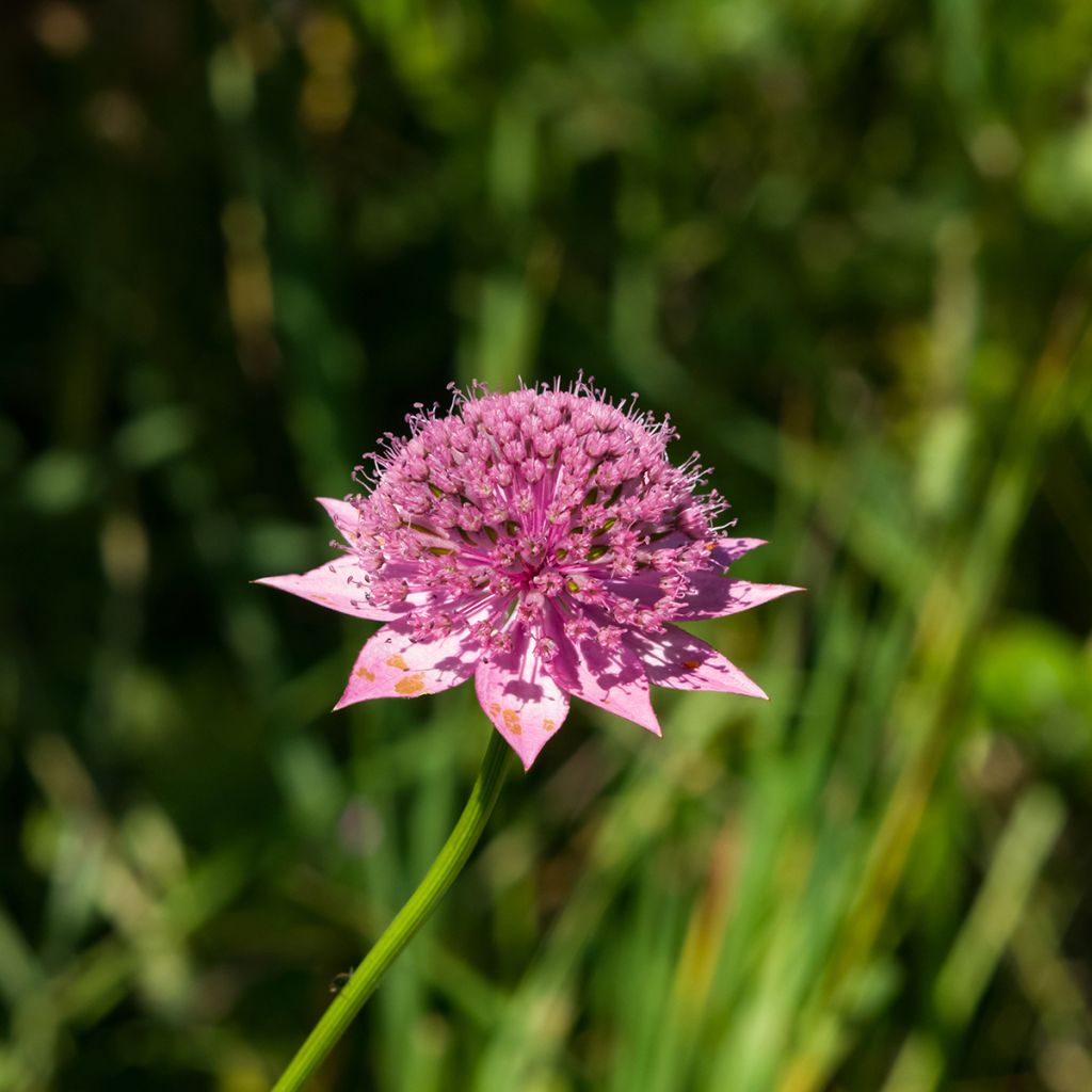 Astrance - Astrantia maxima