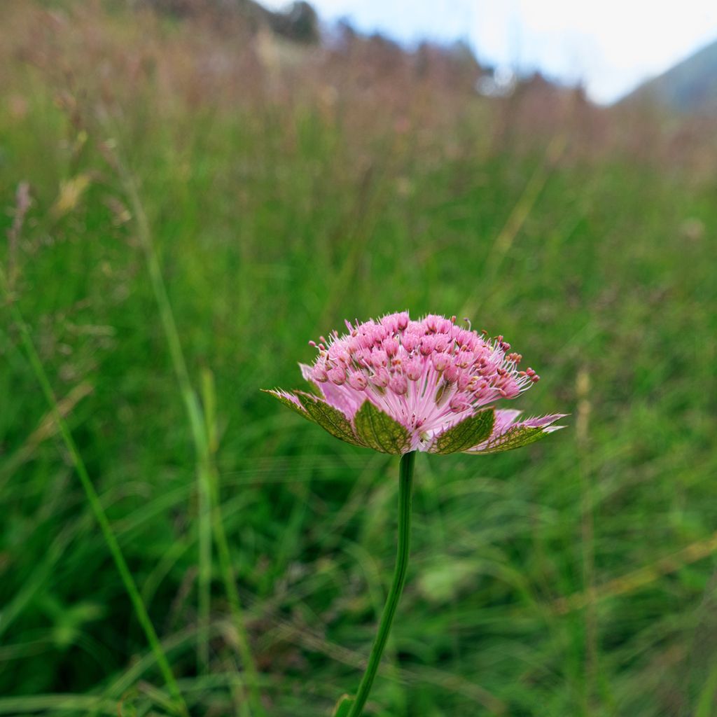 Astrance - Astrantia maxima