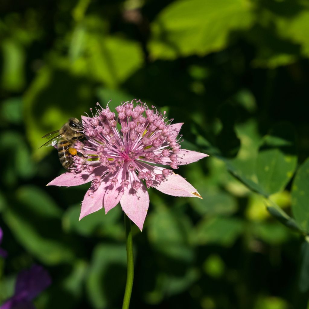 Astrance - Astrantia maxima