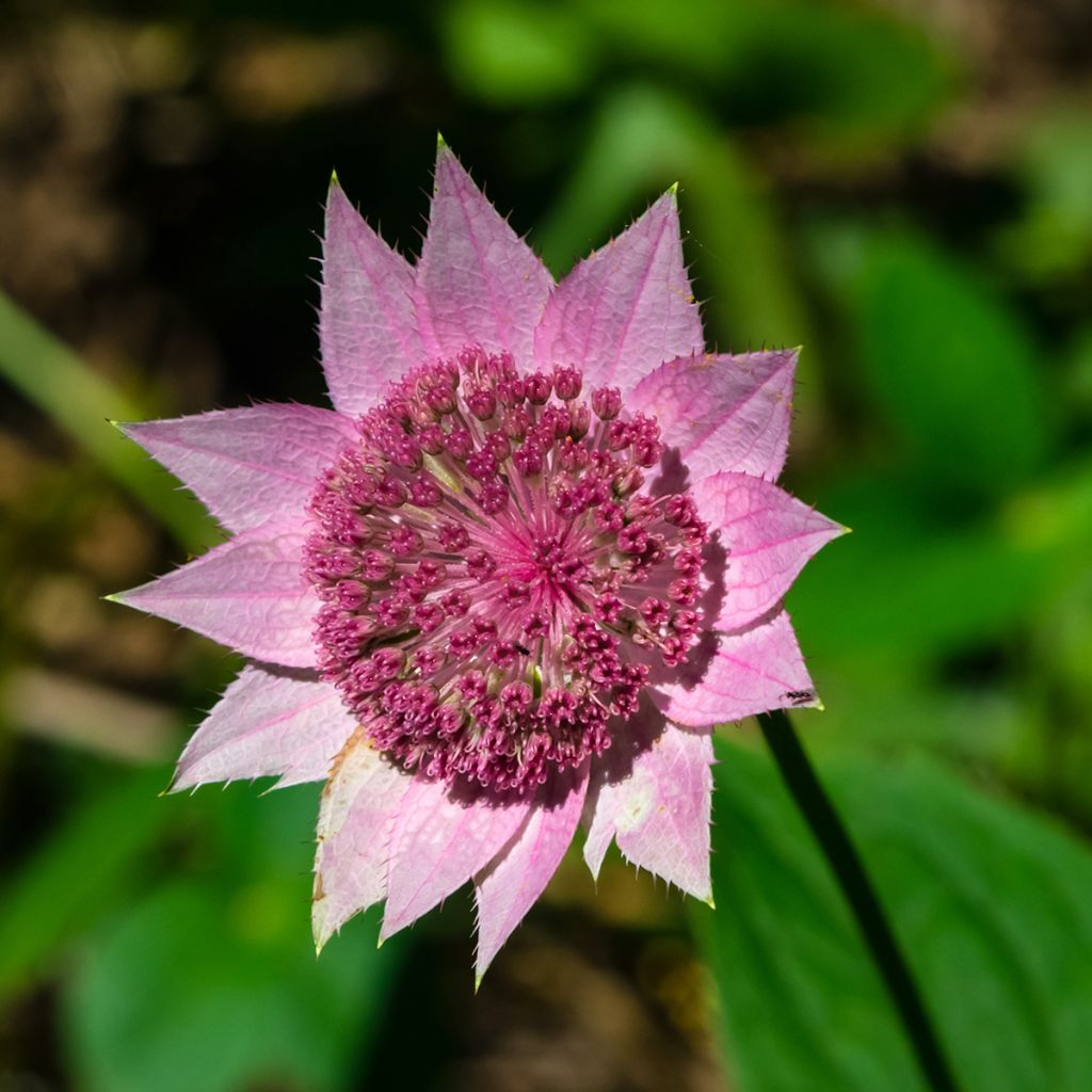 Astrance - Astrantia maxima