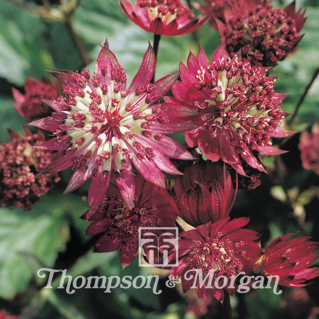 Astrantia Major-Hybrida Ruby Cloud 