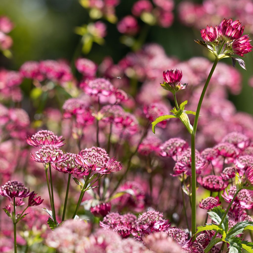 Astrantia major Cerise Button - Grande astrance