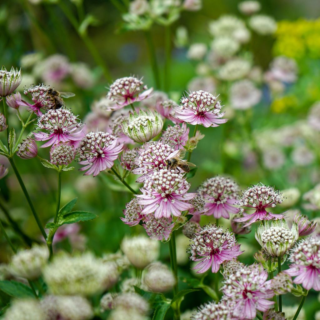 Astrantia major - Grande Astrance 