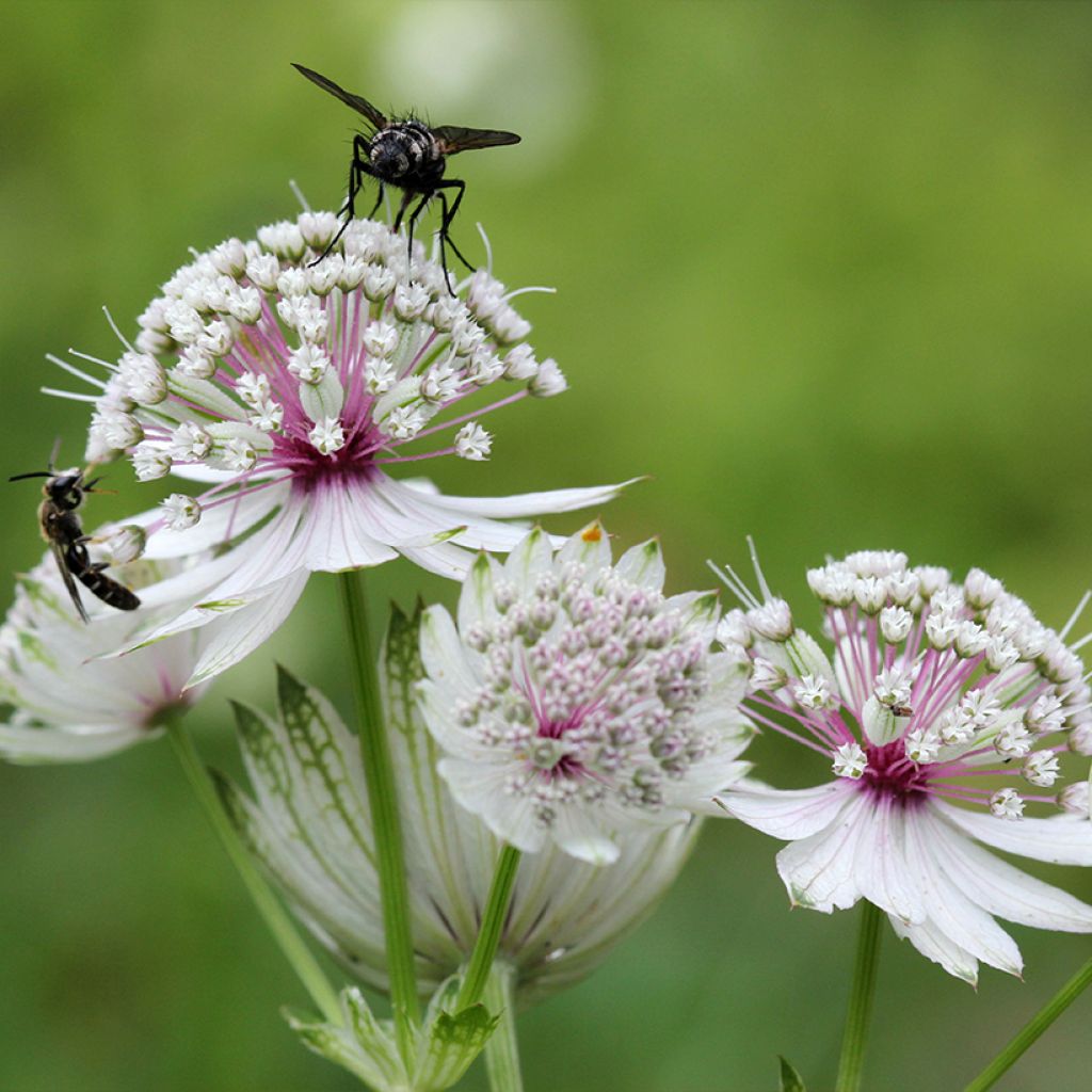 Astrantia major - Grande Astrance 