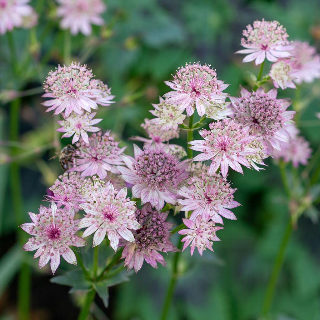 Astrantia major - Grande Astrance 