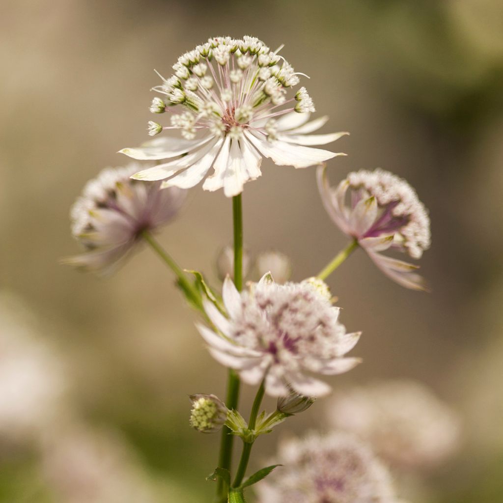 Astrantia major - Grande Astrance 