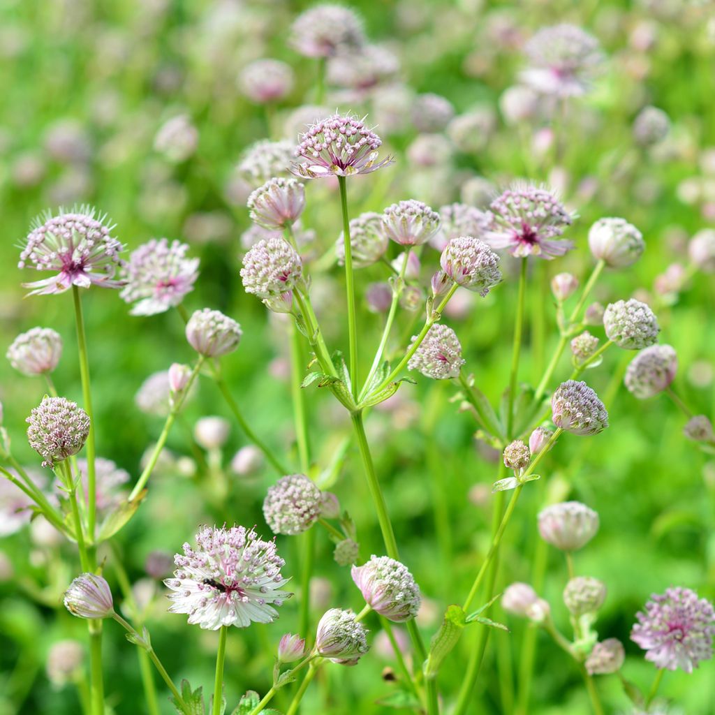 Astrantia major - Grande Astrance 