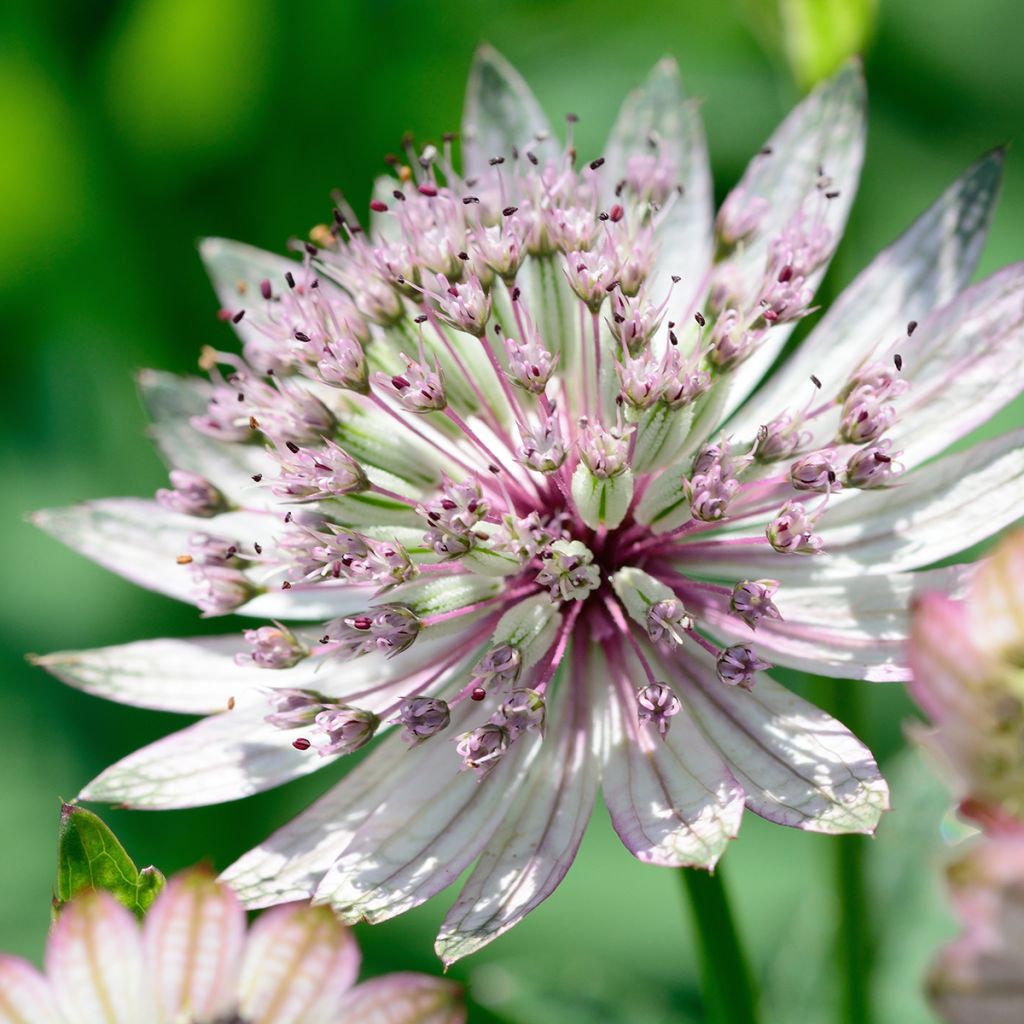 Astrantia major - Grande Astrance 